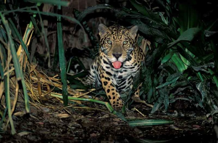 Manu, Jaguar, Peru